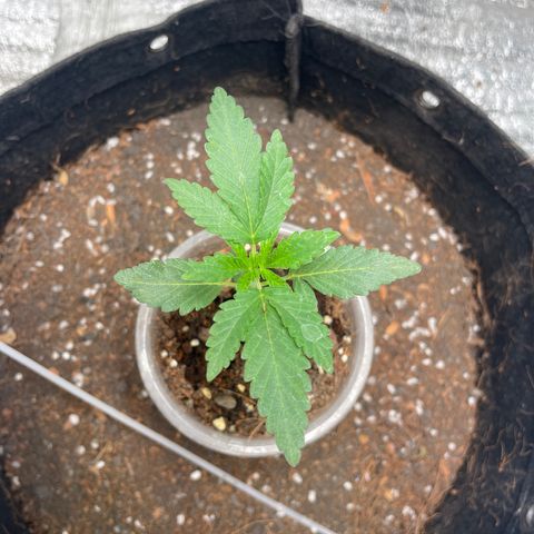 CBD Express growlog timeline photo