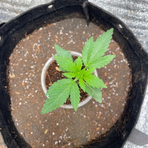 CBD Express growlog timeline photo
