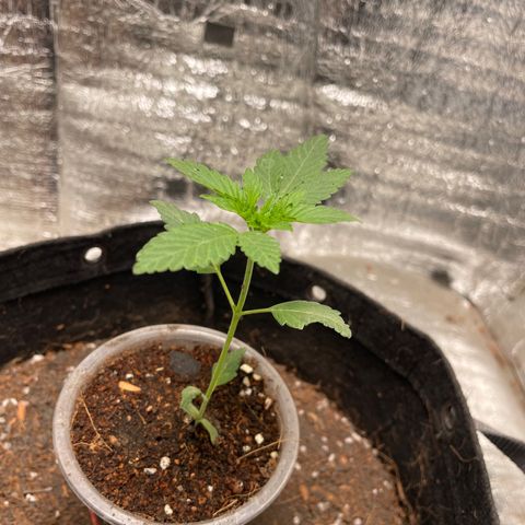 CBD Express growlog timeline photo