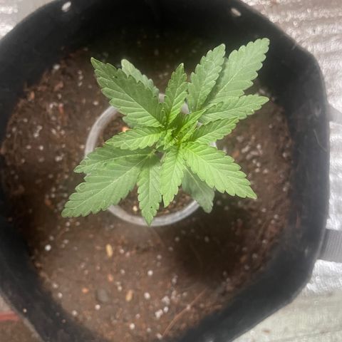 CBD Express growlog timeline photo