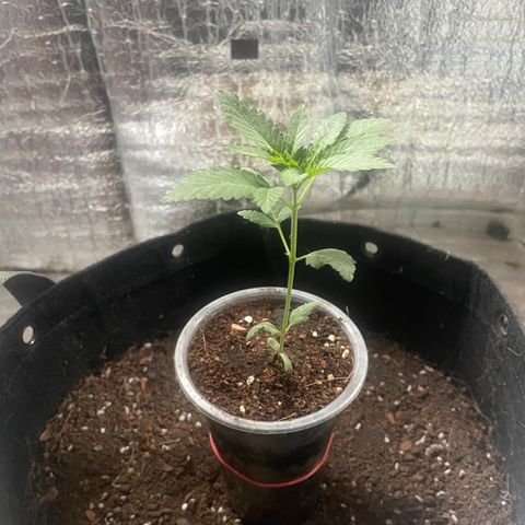 CBD Express growlog timeline photo