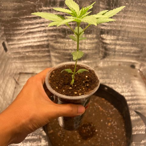CBD Express growlog photo: Nut