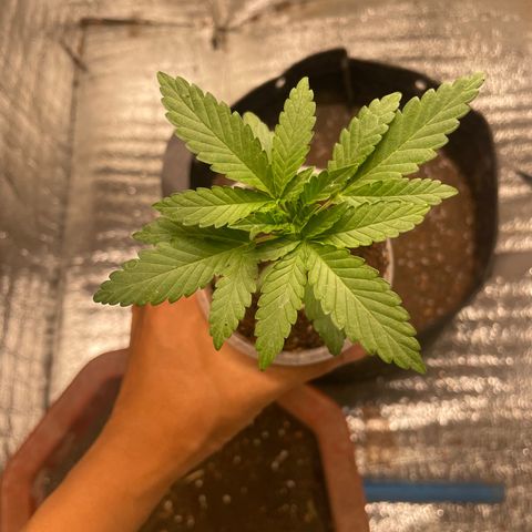 CBD Express growlog photo: Nut