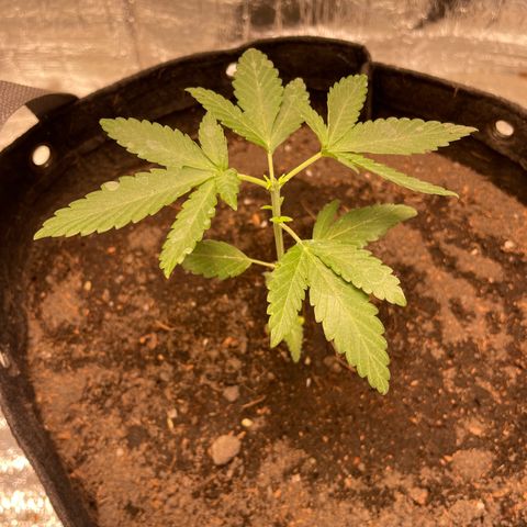 CBD Express growlog timeline photo