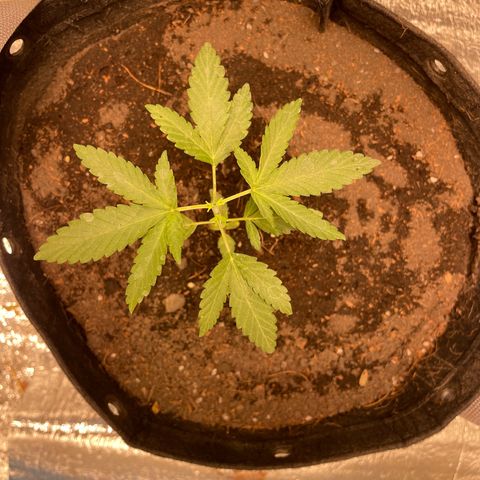 CBD Express growlog timeline photo