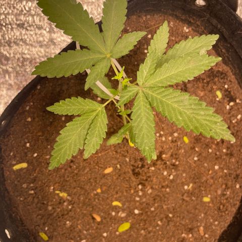 CBD Express growlog timeline photo
