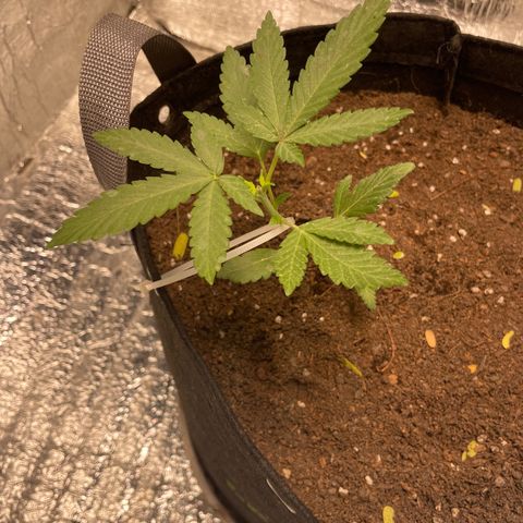 CBD Express growlog timeline photo