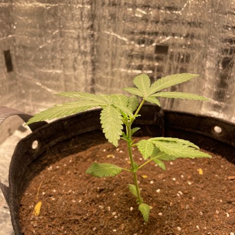 CBD Express growlog timeline photo