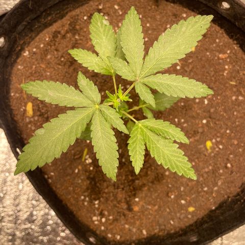 CBD Express growlog timeline photo