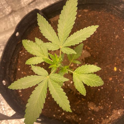 CBD Express growlog timeline photo