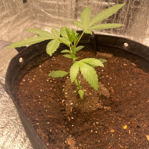 CBD Express growlog timeline photo