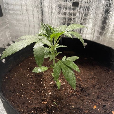 CBD Express growlog timeline photo