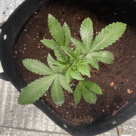 CBD Express growlog timeline photo