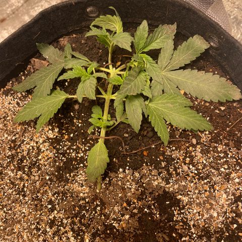 CBD Express growlog timeline photo
