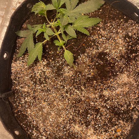 CBD Express growlog timeline photo