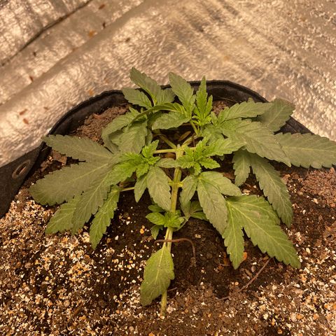 CBD Express growlog timeline photo