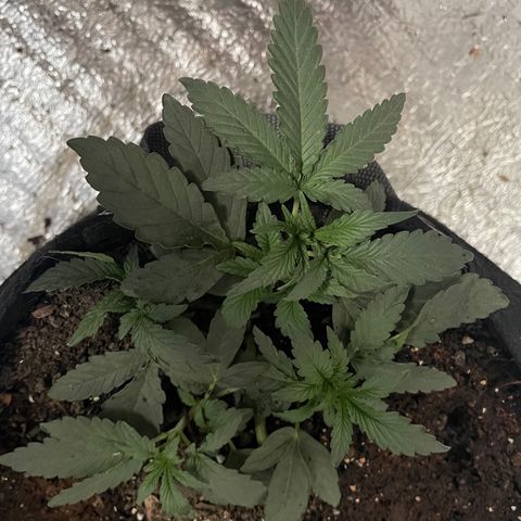 CBD Express growlog timeline photo