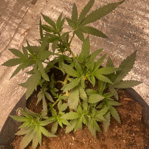 CBD Express growlog timeline photo