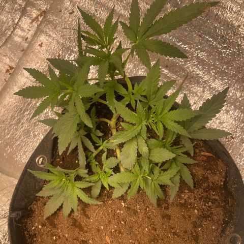 CBD Express growlog timeline photo