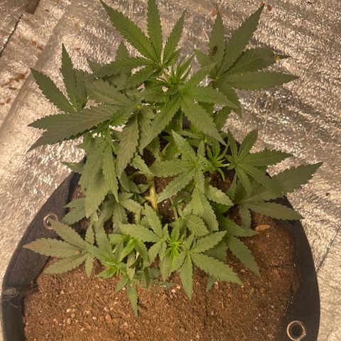 CBD Express growlog timeline photo
