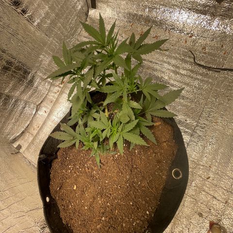 CBD Express growlog timeline photo