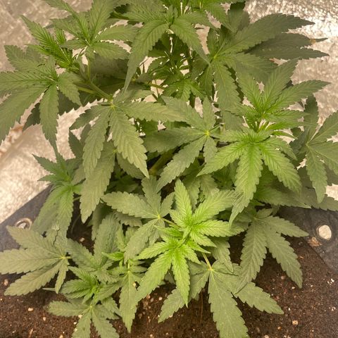 CBD Express growlog timeline photo