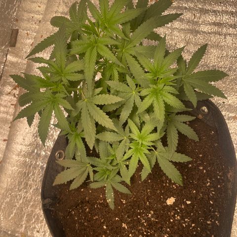 CBD Express growlog timeline photo