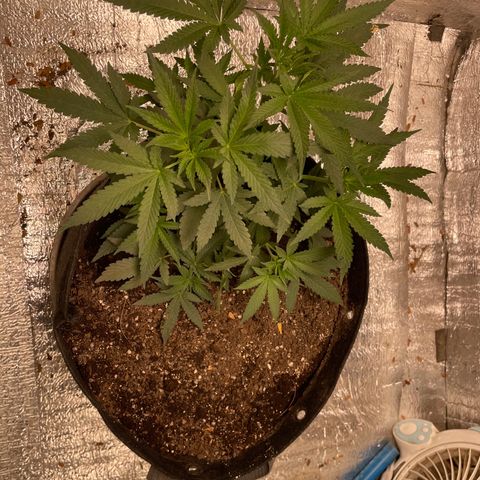 CBD Express growlog timeline photo