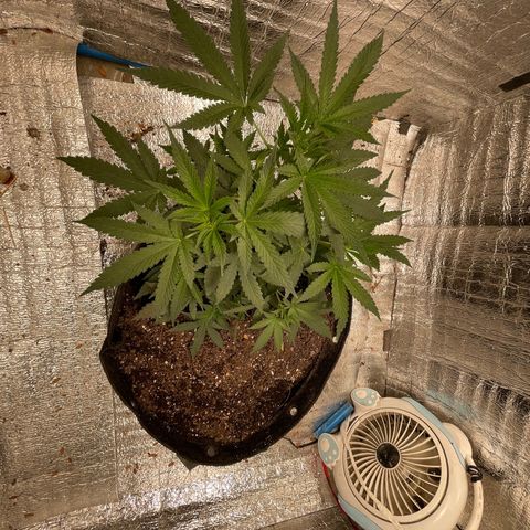 CBD Express growlog timeline photo