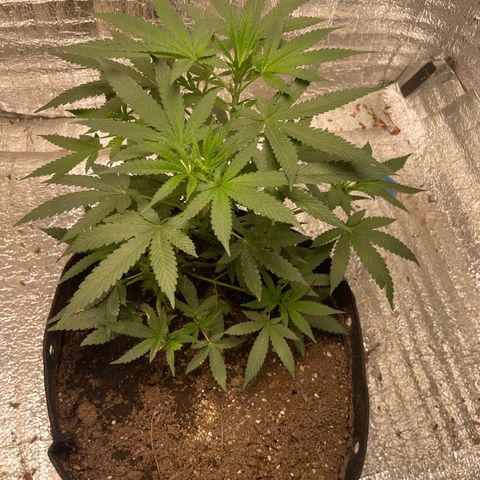 CBD Express growlog timeline photo
