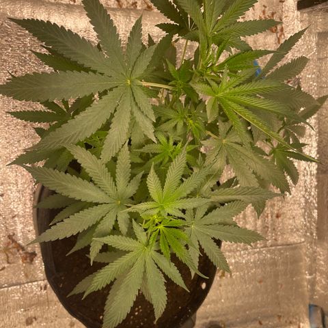 CBD Express growlog timeline photo