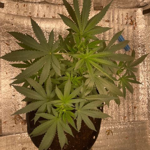 CBD Express growlog timeline photo