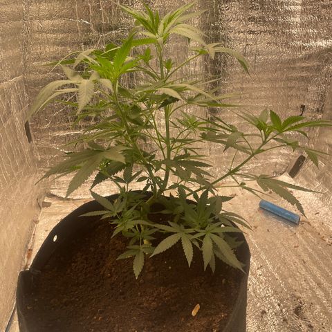 CBD Express growlog timeline photo