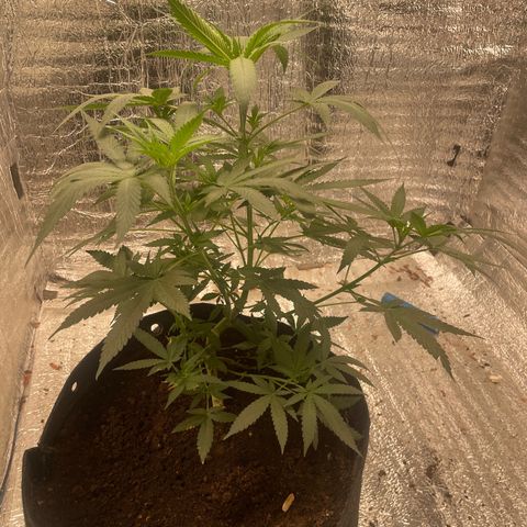 CBD Express growlog timeline photo