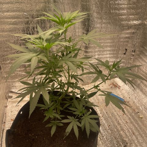 CBD Express growlog timeline photo