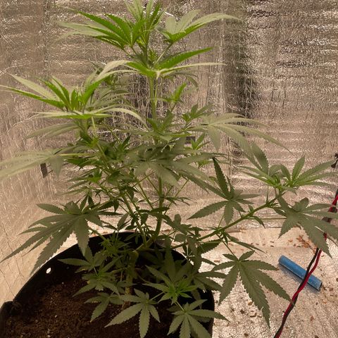 CBD Express growlog timeline photo
