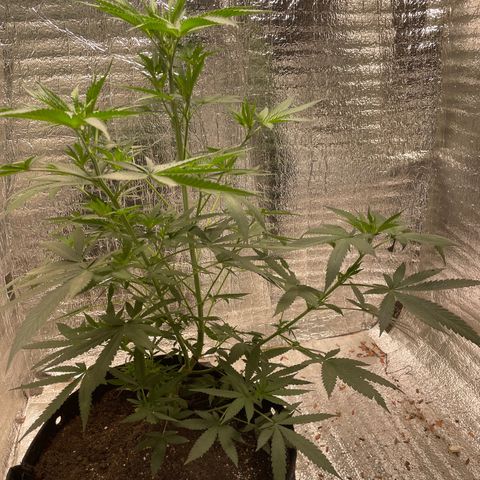 CBD Express growlog timeline photo