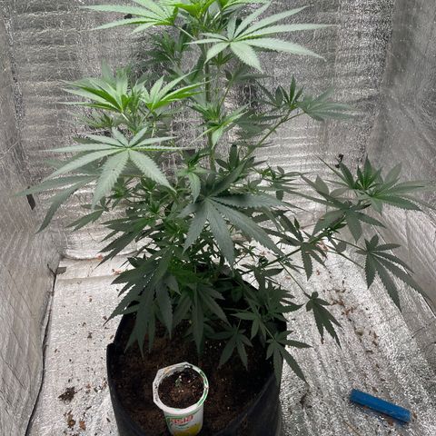 CBD Express growlog timeline photo