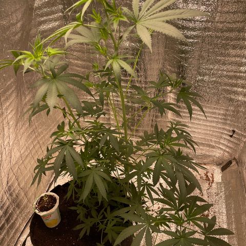 CBD Express growlog timeline photo