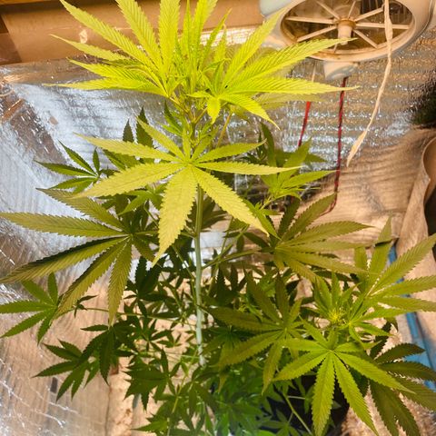 CBD Express growlog timeline photo