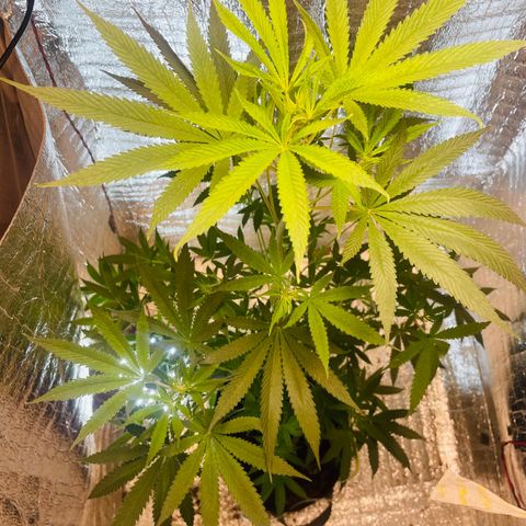 CBD Express growlog timeline photo