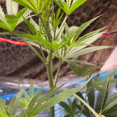 CBD Express growlog timeline photo
