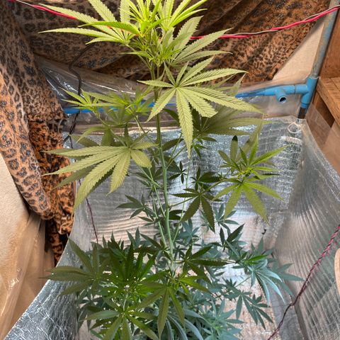 CBD Express growlog timeline photo