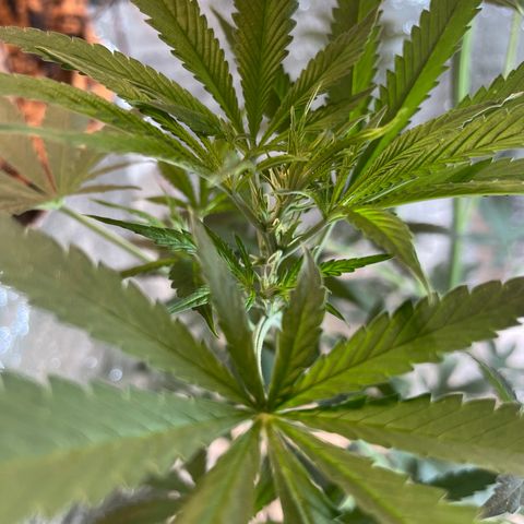 CBD Express growlog timeline photo