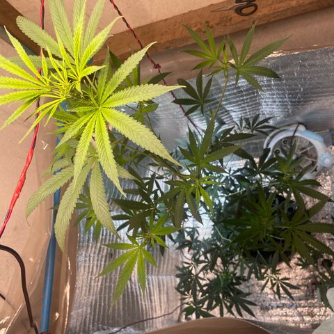 CBD Express growlog timeline photo