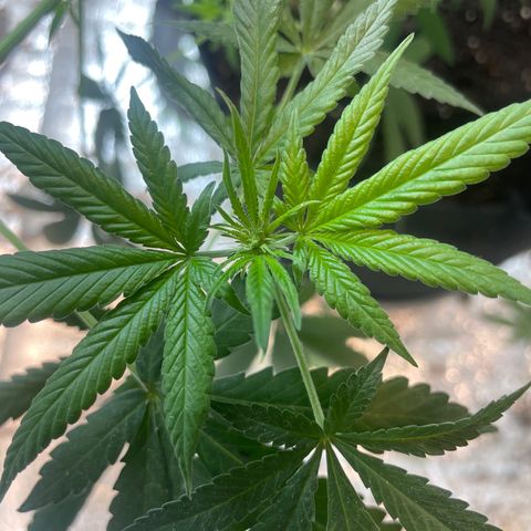 CBD Express growlog timeline photo