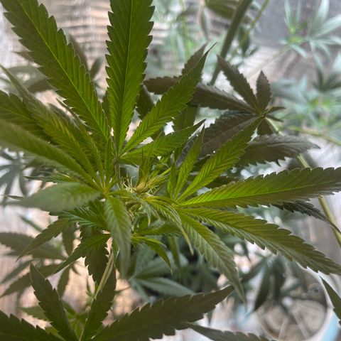 CBD Express growlog timeline photo