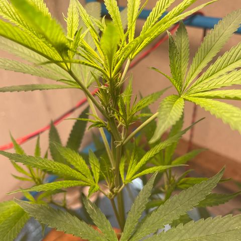 CBD Express growlog timeline photo