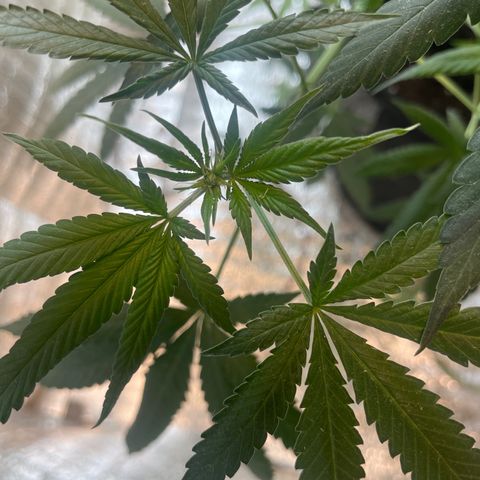 CBD Express growlog timeline photo