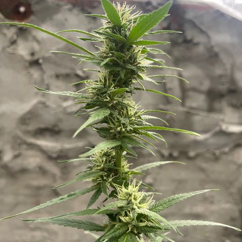 CBD Express growlog timeline photo
